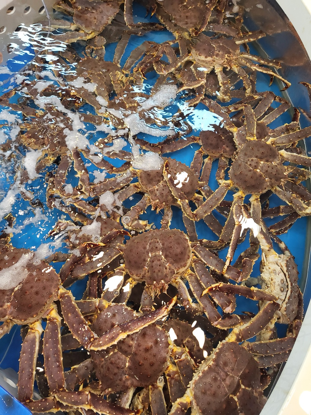 강릉 대게 해송호 킹크랩